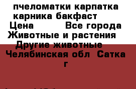 пчеломатки карпатка карника бакфаст F-1 › Цена ­ 800 - Все города Животные и растения » Другие животные   . Челябинская обл.,Сатка г.